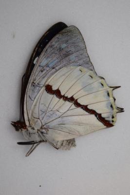 Charaxes hadrianus femelle