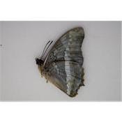 Charaxes hildebranti mâle