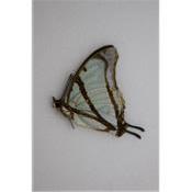 Charaxes kaldeni mâle