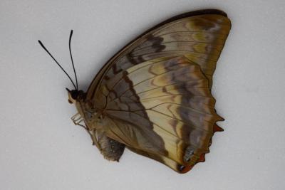 Charaxes protoclea protoclea femelle