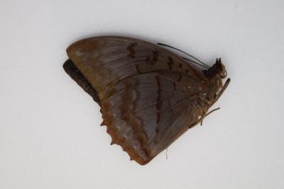 Charaxes protoclea protoclea mâle