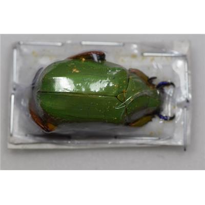 Chrysina adolphi male