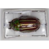 Chrysina quetzalcoatli femelle