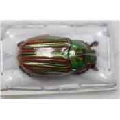 Chrysina quetzallcoatli male