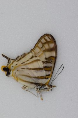 Cyrestis camillus