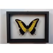 DBV Papilio androgeus male