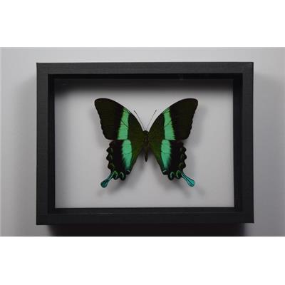 DBV Papilio blumei male