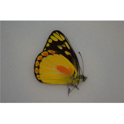 Delias lemoulti male