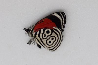 Diaethria clymena