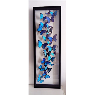 Envollée de divers morpho 120 x 40 cm