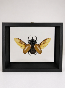DBV Eupatorus gracillicornis male ailes ouvertes
