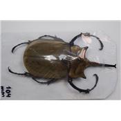 Megasoma elephas male 104 mm A1-