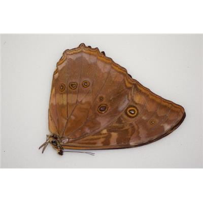 Morpho telemachus mâle