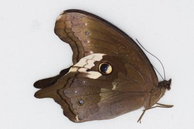 Neorina lowii