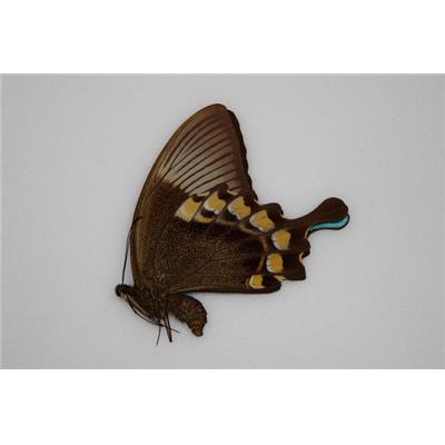 Papilio blumei fruhstorferi femelle
