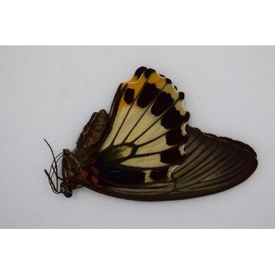 Papilio memnon memnon femelle