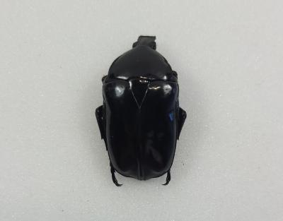 Rhomborrhina taiwana