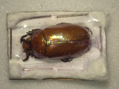 Pelidnota punctulata femelle