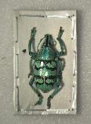 Eupholus chevrolati