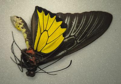 Troides rhadamantus male