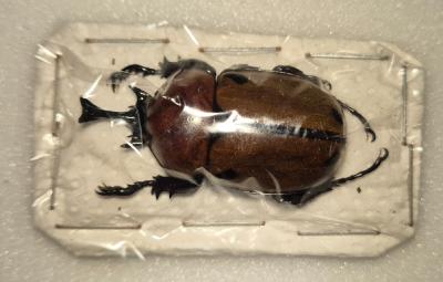 Brachysiderus quaduadrimaculatus male