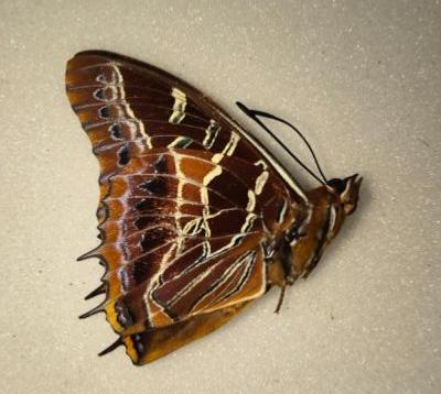 Charaxes richelmani male