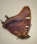 Charaxes lactetinctus femelle
