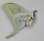 Actias artemis male A1