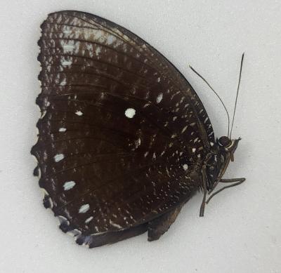 Elymnias cumaea barnemanni A-