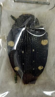 Polybothris quadrispilota