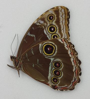 Morpho helenor rugitaeniatus male