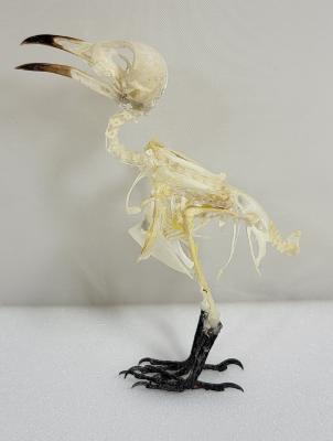 Pcynonotus aurigaster