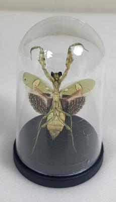 Mini Globes Creobroter gemmatus verso