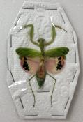 Caliris elegans femelle