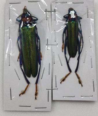 Aphrodisium faldermanii couple