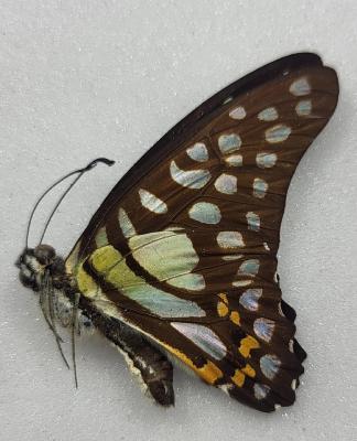 Graphium bathycles A-