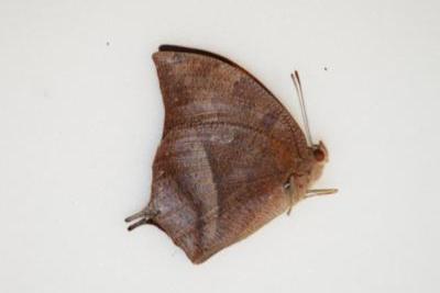 Anaea tehuana male
