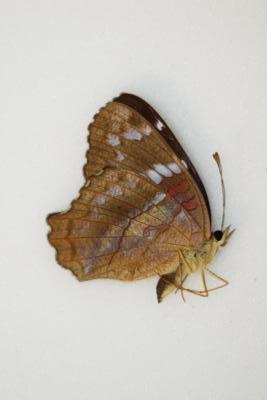 Anartia amathea male equateur