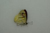 Colotis zoe male