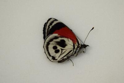 Diaethria sp2