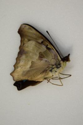 Doxocopa cyane male
