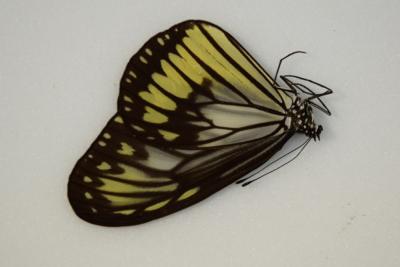 Ideopsis vitrea oenopia