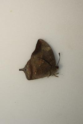 Memphis glauce male