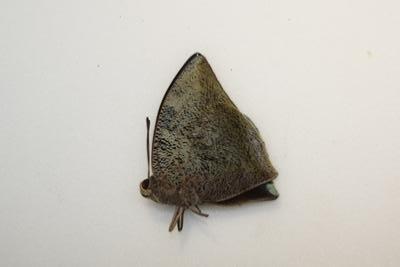 Memphis xenocrates male