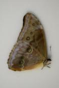 Morpho aurora isidorssoni male A-
