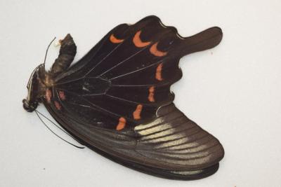 Papilio oemaus male