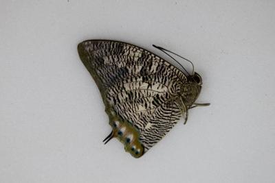 Anaea cyanea male