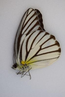 Appias hombroni tambunsis male
