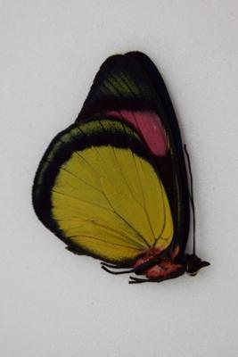 Batesia hypochlora male