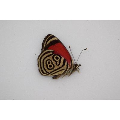 Callicore marchalii male